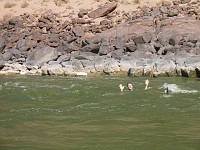  A nappy run - one wears the life jacket as a pair of shorts and rides the rapids