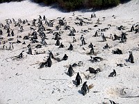  Boulders Beach, Cape Town, South Africa - Penguins