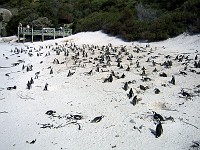  Boulders Beach, Cape Town, South Africa - Penguin