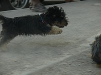  Lilly finds a dog to play with in the square. They both run around and get very dusty.