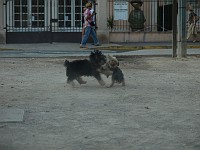  Lilly finds a dog to play with in the square. They both run around and get very dusty.