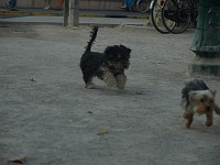  Lilly finds a dog to play with in the square. They both run around and get very dusty.