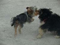  Lilly finds a dog to play with in the square. They both run around and get very dusty.