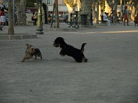  Lilly finds a dog to play with in the square. They both run around and get very dusty.