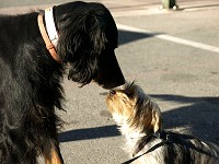  Lilly makes a friend at the market in Castellane.