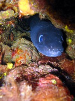  Conga Eel - Wreck of the Lina, Croatia