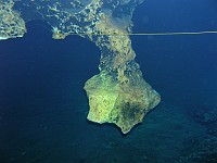  Maple Leaf, Devil's Eye, Ginnie Springs