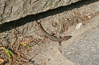  A random lizard getting some sun