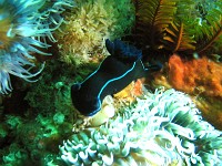  Nudibranch. Wreck of the Pietermaritzberg, Cape Town, South Africa