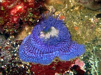  Anemone. Wreck of the Pietermaritzberg, Cape Town, South Africa