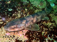  Dark shy shark. Wreck of the Pietermaritzberg, Cape Town, South Africa