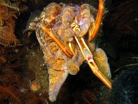  Cuttlefish eating a crab. Wreck of the Pietermaritzberg, Cape Town, South Africa