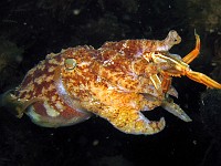  Cuttlefish eating a crab. Wreck of the Pietermaritzberg, Cape Town, South Africa