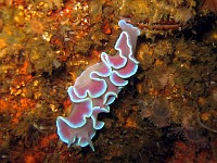  Nudibranch. Wreck of the Pietermaritzberg, Cape Town, South Africa