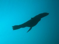  Seals visiting us during the dive...