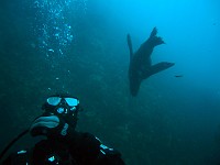  Seals visiting us during the dive...